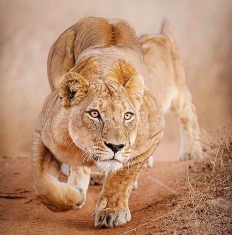 References Animals, Lioness Images, Big Cars, Vegetable Painting, Wild Animal Wallpaper, Lions Photos, Lion Images, Cats Drawing, African Lion