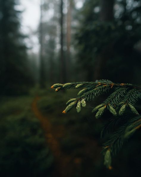 Moody Nature, Dark Winter, Plant Leaves, Around The Worlds, Forest, On Instagram, Instagram, Nature