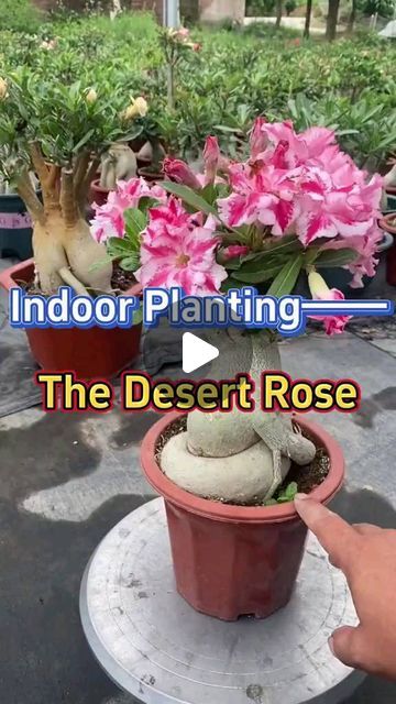 Dessert Rose Plant, Desert Rose Care, Desert Roses, Desert Rose Plant, Rose Plant, Gardening Plants, Garden Equipment, Topiaries, Flowers Rose