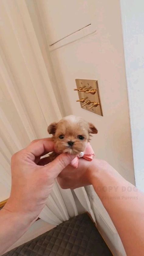 Teacup Maltipoo Puppy, Maltipoo Teacup, Teacup Maltipoo, Teacup Poodles, Teacup Poodle Puppies, Micro Teacup Puppies, Teacup Puppy, Teacup Dog, Things For Home