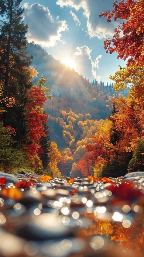 Fall Photography Nature Autumn Scenery, Autumn Landscape Aesthetic, Cute Fall Wallpaper Iphone Aesthetic, Autumn Scenery Landscape, Autumn Wallpaper Iphone, Autumn Scenes, Pretty Landscapes, Tapeta Pro Iphone, Autumn Scenery