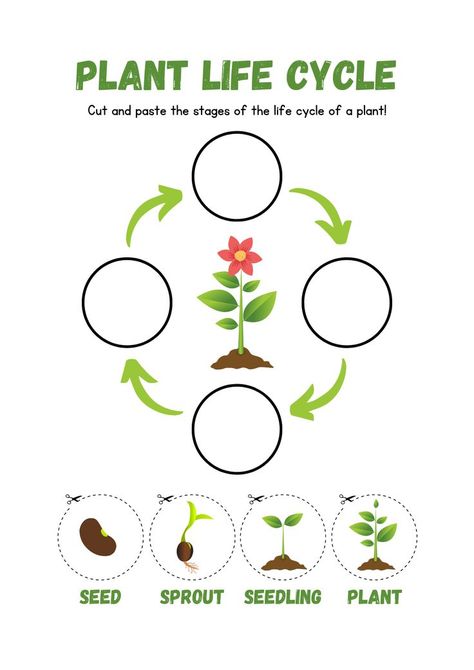 Life Cycle of a Plant Cut and Paste Worksheet Flower Life Cycle Preschool, دورة حياة النبات, Plants Life Cycle Activities, Plant Life Cycle Worksheet, Life Cycle Worksheet, Life Cycles Preschool, Flower Life Cycle, Cycle For Kids, Plants Worksheets