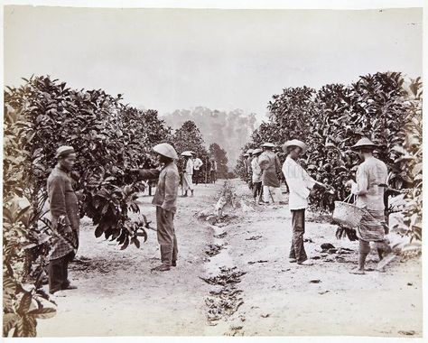 MALAYSIA. STRAITS SETTLEMENTS AND MALAYAN PENINSULAR: PUBLIC … History Of Malaysia, Old Singapore, Straits Settlements, West Sumatra, North Sumatra, Singapore Photos, Belitung, Dutch East Indies, Dutch Colonial