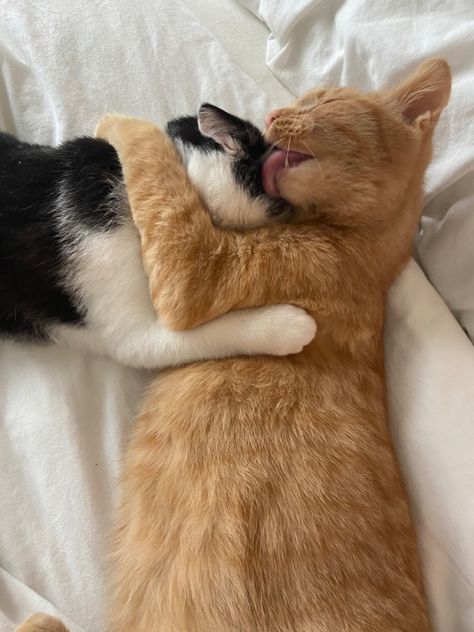 Yellow Kittens, Wallpaper Gatos, Orange And White Cat, Black Cat Aesthetic, Cat Orange, White And Black Cat, Orange Kittens, Cat Couple, Cat Cuddle