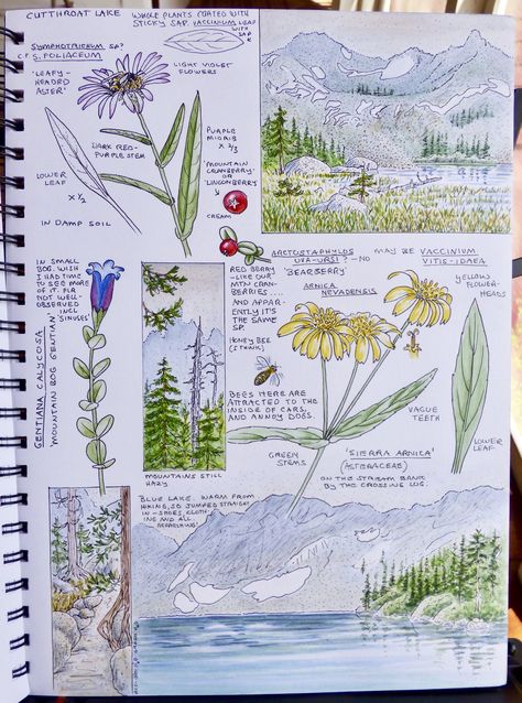 John Muir Laws Nature Journaling, Nature Title Page, Field Journal Aesthetic, Nature Journal Pages, Nature Journaling Ideas, Field Journal Ideas, Field Guide Design Layout, Nature Journal Aesthetic, Nature Journaling For Kids