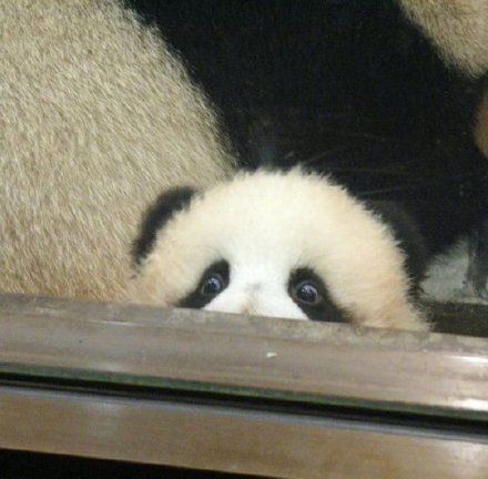 Baby Panda, Panda Bear, Instagram, Pandas