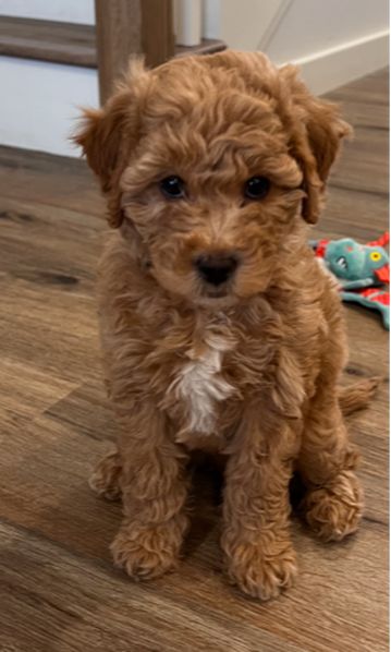 Full Grown Mini Goldendoodle, Goldendoodle Full Grown, Teacup Goldendoodle, Toy Goldendoodle, Teddy Bear Poodle, Maltipoo Dog, Mini Goldendoodle Puppies, Teddy Bear Dog, Dog Mommy