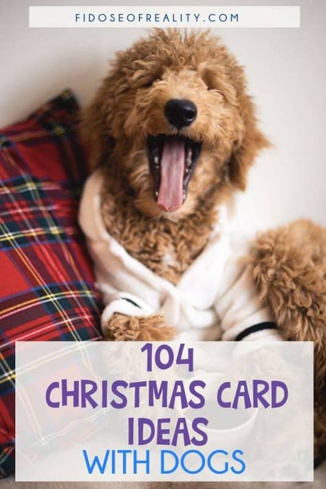 Christmas Card Idea With Dog, Dog Xmas Cards Picture Ideas, Puppy Christmas Card Photo Ideas, Funny Christmas Card With Dog, Holiday Cards With Dogs, Couple And Dog Christmas Pictures, Dog Holiday Card Ideas, Kid And Dog Christmas Picture Ideas, Christmas Pic With Dog