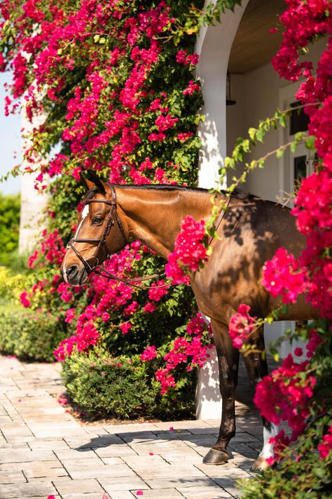 Wellington Florida Equestrian, Stable Aesthetic, Equestrian Pictures, Homesteading Animals, Wellington Florida, Horse Photographer, Equestrian Aesthetic, Cute Horse Pictures, Equine Portraits