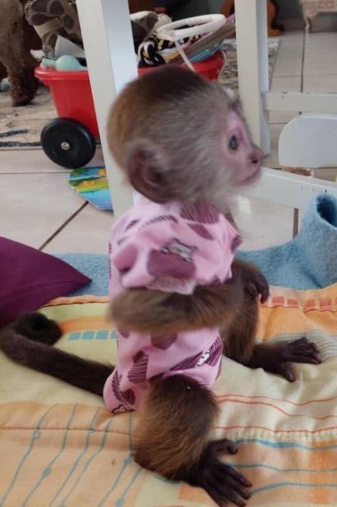 Home trained White face Baby Capuchin Monkeys for sale
More info's Do Leave Us A message At (330) 910 0534 Capuchin Monkey Pet, Monkey Pet, Capuchin Monkeys, Monkeys For Sale, Cute Monkey Pictures, Capuchin Monkey, Monkey Girl, Monkey Pictures