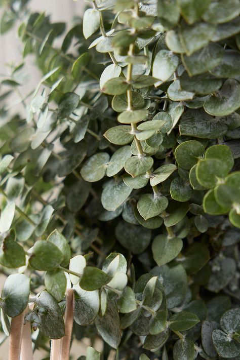 Fresh baby blue eucalyptus makes up this full, natural wreath. Baby Blue Eucalyptus, Floral Design Classes, Blue Eucalyptus, Fresh Wreath, Flower Identification, Fresh Eucalyptus, Holiday Photoshoot, Natural Wreath, Magnolia Wreath