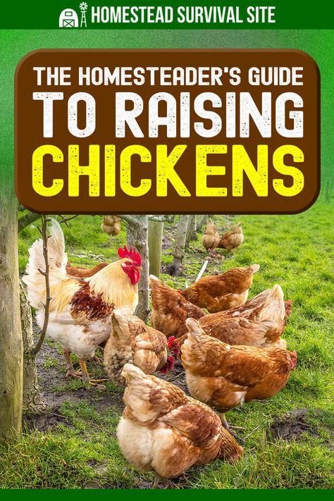 Friendly Chickens, Egg Chickens, Chickens 101, Homestead Style, Chicken Flock, Laying Chickens, Types Of Chickens, Urban Chickens, Moonshine Recipes