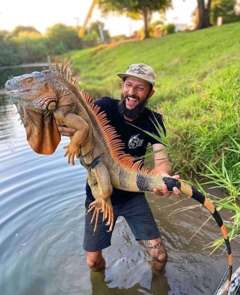 Iguana Hunter Kills Giant Invasive Lizards in Florida | Outdoor Life Baby Godzilla, Big Iguana, Large Lizards, Muscovy Duck, Giant Snake, Green Iguana, Monitor Lizard, Jon Boat, Invasive Species