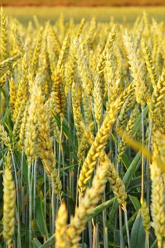 When you think of wheat fields, you don’t necessarily think of great photographic opportunities. In fact, you might be forgiven for thinking that the subject is a little dull. But proving the adage that the best photographs are a factor of the skill of the photographer and not necessarily what they’… Dutch Farms, Fields Of Gold, Wheat Field, Wheat Fields, Farms Living, Down On The Farm, Harvest Time, Beautiful Sights, Country Farm