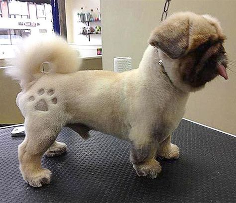 The Latest Craze to hit the Pet World: DOG Tattoos! Havanese Tattoo Ideas, Perro Shih Tzu, Dog Grooming Styles, Grooming Business, Dog Grooming Shop, Creative Grooming, Dog Spa, Dog Grooming Salons, Dog Haircuts