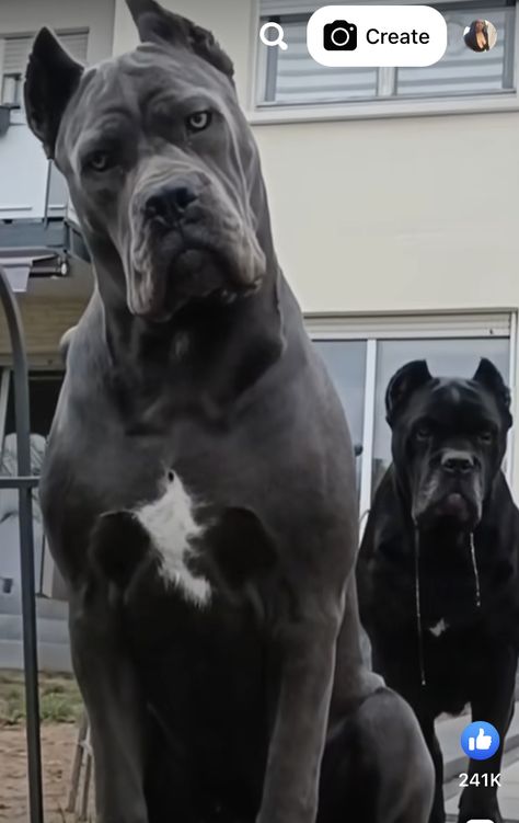 Beautiful Cane Corso, Cute Pitbull Puppies, Black Cane Corso Aesthetic, Cane Corso Without Cropped Ears, Kane Korso Cane Corso, Cane Corso Dog Scary, Cane Corso Puppies, Cane Corso Dog, Bully Breeds Dogs