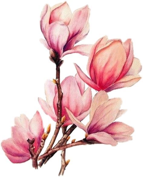 Tattoo Watercolour, Image Zen, Magnolia Tattoo, Watercolor Flower Background, Watercolour Flowers, Drawing Tattoo, Painting Tattoo, Illustration Botanique, 수채화 그림