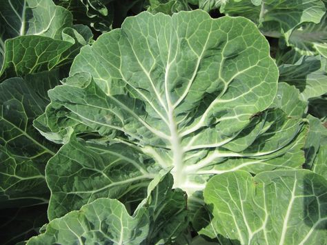 A collard relative from Portugal goes mainstream Types Of Kale, Fall Crops, Spring Crops, Organic Garden, Hot Weather, Garden Seeds, Fertility, Vegetable Garden, Kale