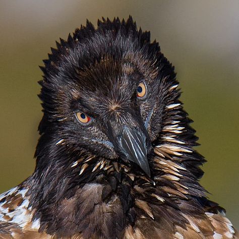 Aditya Chavan on Instagram: “Name : Bearded vulture also known as lammergeier  Location: Chopta Uttarakhand India  #india #nif…” Vulture Aesthetic, Vulture Feather, Marvel Vulture, Vulture Illustration, Birding Quotes, Chopta Uttarakhand, Vulture Skull, Vulture Tattoo, Vulture Marvel