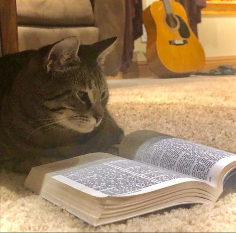 Little kitty cat doing some scripture study Reading Playlist Cover Aesthetic, Spotify Playlist Covers Book, Study Aesthetic Playlist Cover, Study Spotify Cover, Writing Playlist Cover, Playlist Covers Study, Cat Playlist Covers, Study Spotify Playlist Cover, Reading Playlist Cover