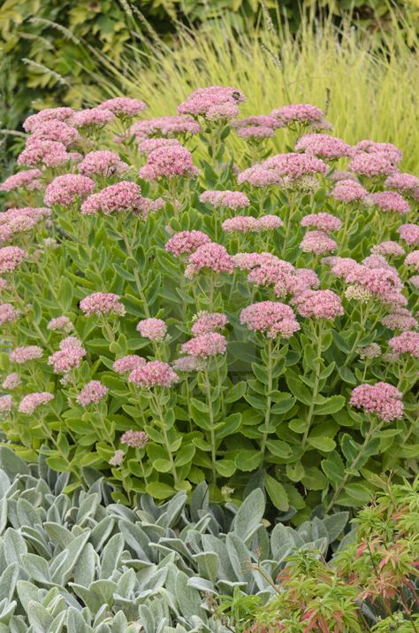 Autumn Joy Sedum, Lambs Ear Plant, Stachys Byzantina, Fall Vegetables, Pink Plant, Drought Tolerant Plants, Plant Combinations, Plant Needs, Autumn Garden