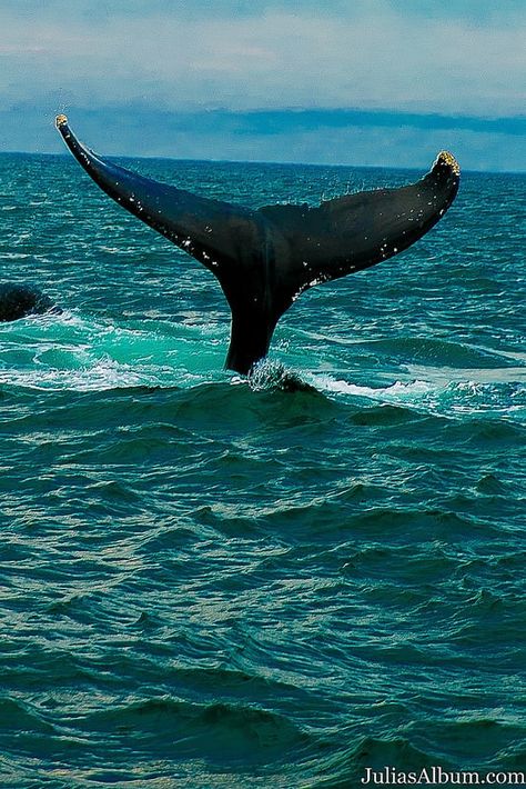 Brier Island in the Bay of Fundy in Digby County, Nova Scotia, Canada Coastal Cabin, Maui Hawaii Vacation, Bay Of Fundy, Beach Book, Beach Books, Nova Scotia Canada, Marine Biology, Hawaii Vacation, Ocean Animals