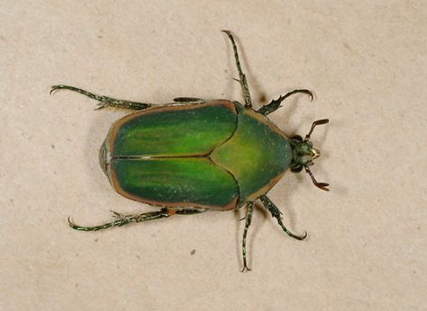 June bug Tiger Beetle, Green Bug, Beetle Tattoo, Here There And Everywhere, Green Beetle, Bug Tattoo, Garden Bugs, June Bug, Cool Bugs