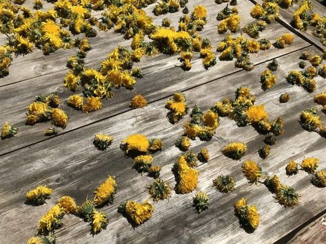 Harvesting Dandelion, Freeze Dried Flowers, Drying Fresh Herbs, Medicinal Wild Plants, Medicinal Weeds, Herbal Tea Garden, Homestead Life, Dandelion Leaves, Edible Wild Plants