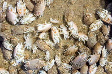 What Are Sand Fleas? | Sand fleas are usually found along beaches and coastal regions. However, they’re also found in deserts. Learn more about sand fleas and how to avoid them. #TerminixBlog Surf Fishing Rods, Sand Fleas, Types Of Sharks, Fishing For Beginners, Live Bait, Dry Sand, Surf Fishing, Fish Finder, Types Of Fish