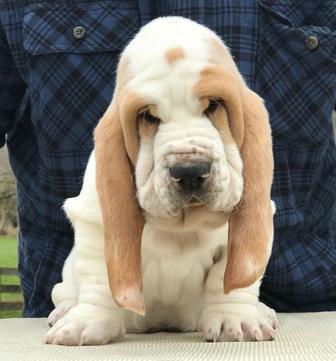 Akc Basset Hound Puppies |W. Virginia | Basset Bottom Bassets Cute Basset Hound Puppy, Basset Hound Aesthetic, Basset Hound Tattoo, Miniature Basset Hound, Hound Tattoo, Basset Hound Puppies, Hound Dog Puppies, Puppy Girls, Teacup Pug