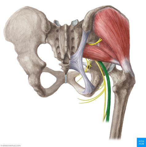 Sciatic Nerve Punkty Spustowe, Greater Trochanter, Piriformis Muscle, Eagle Pose, Piriformis Stretch, Gluteal Muscles, Piriformis Syndrome, Gluteus Medius, Lower Limb