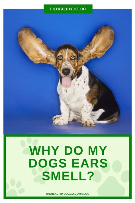 A dog has sensitive ears that are really its own unique environment. It is important for dog owners to regularly assess their dog’s health and ears. A smelly dogs ear could be an indication that something is wrong. The answer to the question “Why do my dog’s ears stink” can be complex. Make an appointment […] The post Why Do My Dogs Ears Smell? appeared first on The Healthy Dog Co. Stinky Dog Ears, Natural Dog Ear Cleaner, Ear Drops For Dogs, Dog Ear Infections, Dogs Ears, Ear Wax Buildup, Dogs Ears Infection, Dog Ear Cleaner, Stinky Dog