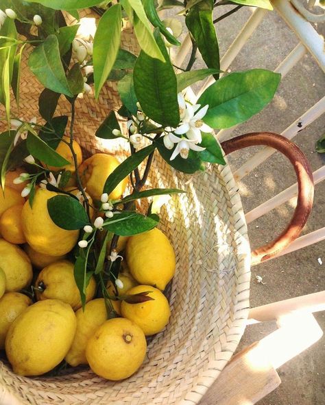 Yenny Betancourt on Instagram: “I love baskets. if they are with lemons much more 🍋🍋🍋 anywhere in Italy” Tattoo Plant, Lemon Grove, Italy Aesthetic, Mediterranean Garden, Lemon Tree, Yellow Aesthetic, Mellow Yellow, Summer Aesthetic, Summer Time