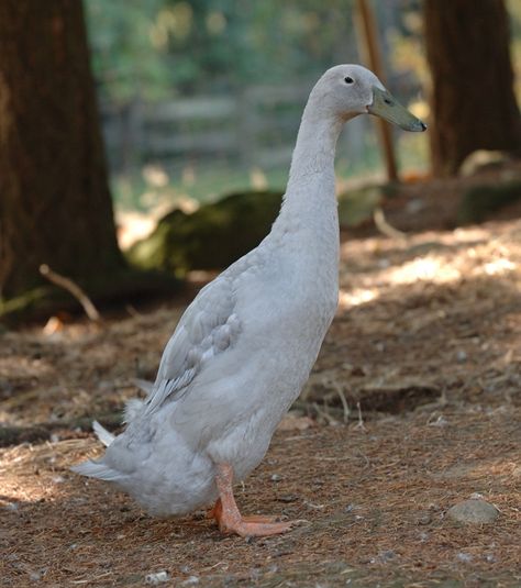 Heritage Breeds Livestock, Duck Breeds, Meat Birds, Raising Ducks, Runner Ducks, Wild Duck, Backyard Poultry, Egg Production, Body Posture