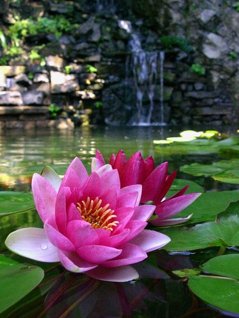 Lovely Waterlily Photography, Lotus Flower Photography, Tanaman Air, Lotus Flower Pictures, White Lotus Flower, Lily Lotus, Water Lilly, Flower Landscape, Lotus Blossom