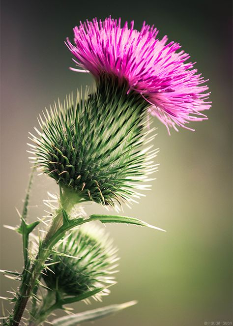 Scottish Thistle Photography, Thistle Wallpaper Iphone, Thistle Pictures, Thistle Photography, Thistle Art, Thistle Painting, Thistle Plant, Thistles Art, Botanical Photography