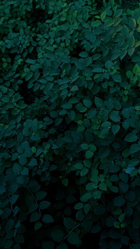 Evergreen Color Aesthetic, Color Veridian Aesthetic, Murky Green Aesthetic, Phtalo Green Aesthetics, Phthalo Green Aesthetic Wallpaper, Dark Green Color Pallette, Dark Green Asthetics Wallpaper, Phalto Green, Dull Green Aesthetic