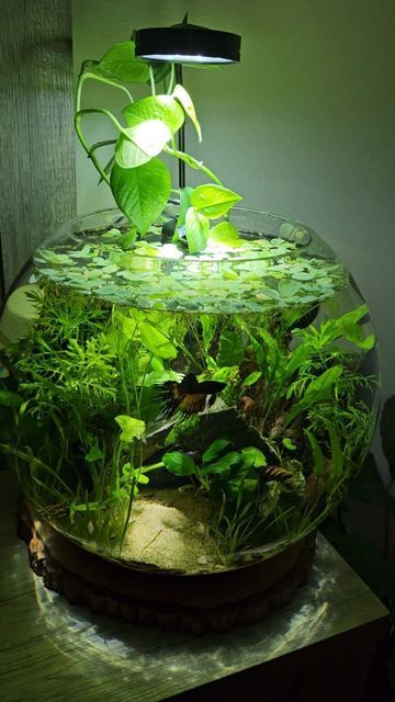 Fish Bowl Ecosystem, Fish Bowls With Plants, Ecosystem Fish Tank, Round Fish Tank Ideas, Small Fish Bowl Ideas, Beautiful Fish Tanks, Fishbowl Ideas, Cute Fish Tank Ideas, Planted Fish Bowl