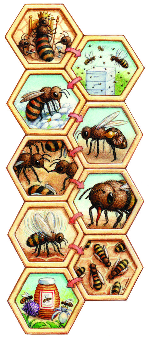 Producing honey is a strenuous team effort for bees Honey Combs Drawing, How Bees Make Honey, Making Honey, Different Bees, Homeschool Nature Study, Animal Activities For Kids, Bee Drawing, Real Honey, I Love Bees