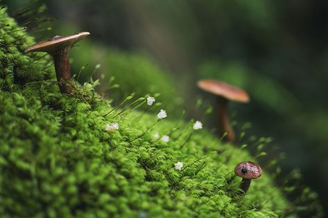 Pixie Garden, Rainforest Photography, Plant Friends, Terrasse Design, Australian Photography, Enchanted Wood, England National, Inspiration Images, Floor Plants