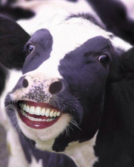 HAHAHAHA funny animals with human features smile laughter cow moo Funny Cow Pictures, Cow Facts, Photoshopped Animals, Human Milk, Cow Photos, Laughing Cow, Happy Cow, Funny Photoshop, Cow Pictures