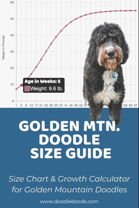 Golden Mountain Doodle Size Guide Golden Mountain Doodle, Puppy Growth Chart, Mountain Doodle, Mountain Doodles, Great Doodle, Standard Goldendoodle, Double Doodle, Golden Mountain, Doodle Puppies