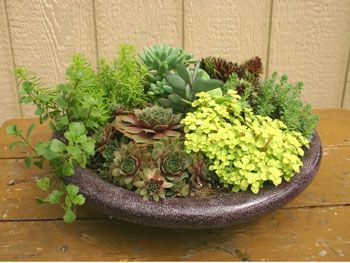 http://alekhouse.hubpages.com/hub/httpwwwOutdoorcontainergardeningPlantingabeautifulpotofflowerscom Shallow Planter Ideas Outdoor, Shallow Planter Ideas, Plants For Shallow Pots, Shallow Pot Plants, Flower Pot Tower, Recycled Garden Planters, Exterior Landscaping, Shallow Planters, Pot Of Flowers