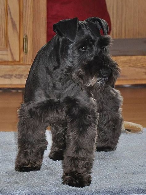 Black Mini Schnauzer, Schnauzers Funny, Schnauzer Breed, Black Schnauzer, Schnauzer Grooming, Best Dog Names, Mini Schnauzer Puppies, Schnauzer Puppies, Miniature Schnauzer Puppies