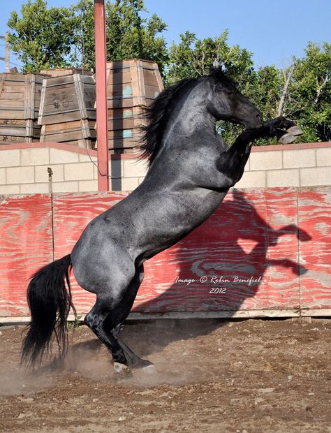 A Warning Dream? Grulla Horse, Quarter Horse Stallion, Rasy Koni, Horse Colors, Blue Roan, American Quarter Horse, Most Beautiful Horses, Most Beautiful Animals, Animale Rare