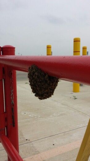 Resting Honey Bee Swarms #sanantonio #sanantoniotx http://www.abolishpestwildlifecontrol.com Honey Bee Swarm, Bee Removal, Bee Swarm, Wasp, San Antonio Tx, Honey Bee, San Antonio, Honey, Bee