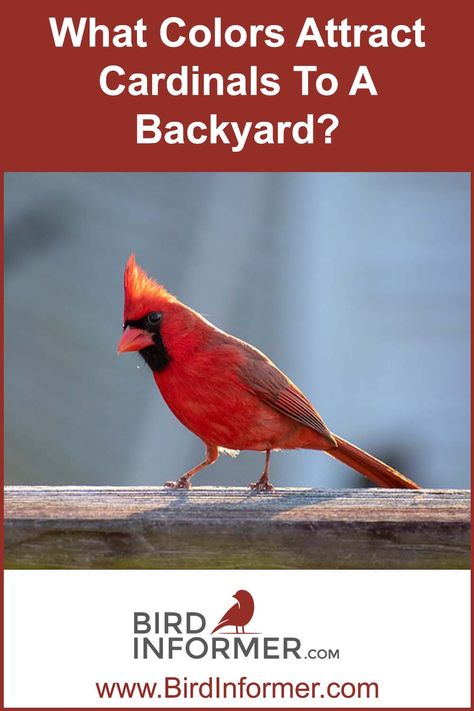 How To Attract Purple Martins, Bird Attracting Ideas, How To Attract Birds To Your Yard, Cardinal Meaning, Bird Parakeet, Cardinal Bird House, Pothos Vine, Backyard Birds Sanctuary, Backyard Birds Feeders