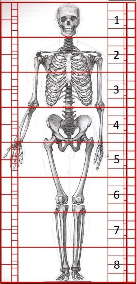 Anatomy Drawing Skeleton, Body Proportion Drawing, Drawing Skeleton, Drawing Human Anatomy, Human Body Proportions, Skeleton Sketch, Learn To Draw People, Drawing Body Proportions, Drawing Proportions