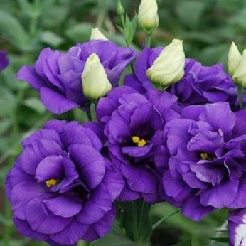 Lisanthus Lisianthus Bouquet, Purple Lisianthus, Lisianthus Flowers, Purple Bouquets, Bridal Party Bouquets, Purple Bridal Bouquet, Purple Wedding Flowers, Annual Plants, Purple And White