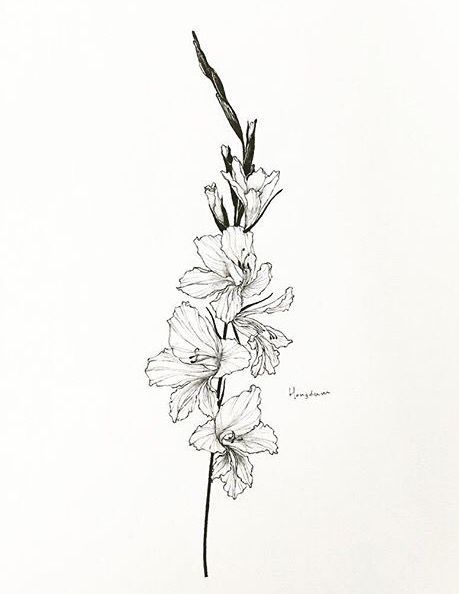 Gladiolus Drawing Tattoo, Gladiolus Flower Drawing Tattoos, August Symbols, Flower Of Strength, Gladiolus Drawing, Gladiolus Flower Drawing, Gladiolas Tattoo, August Flower Tattoo, Gladiolus Flower Tattoos